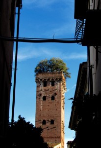 Guinigi Tower in Lucca.